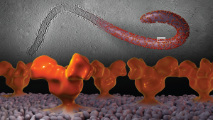 Ebola in 3D. Veronica Falconieri/Subramaniam Lab/CCR/NCI/NIH