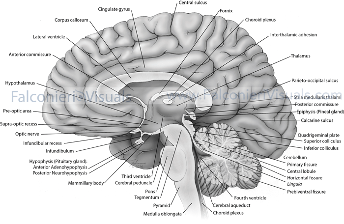 Labelled anatomical illustration of the human brain from mid-sagittal view.