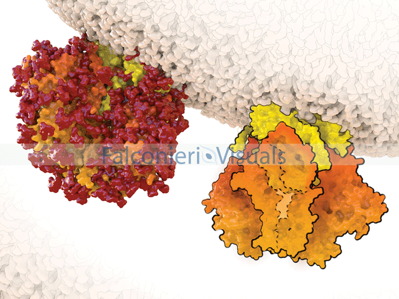 HIV’s surface spike, also known as the envelope glycoprotein (Env), is covered in glycosylations (red). The protein portion (orange and yellow) is the target of HIV vaccine development.