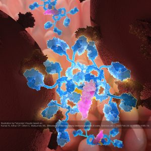 Immunoglobulin A molecule binds between two viruses in the lumen of the intestine