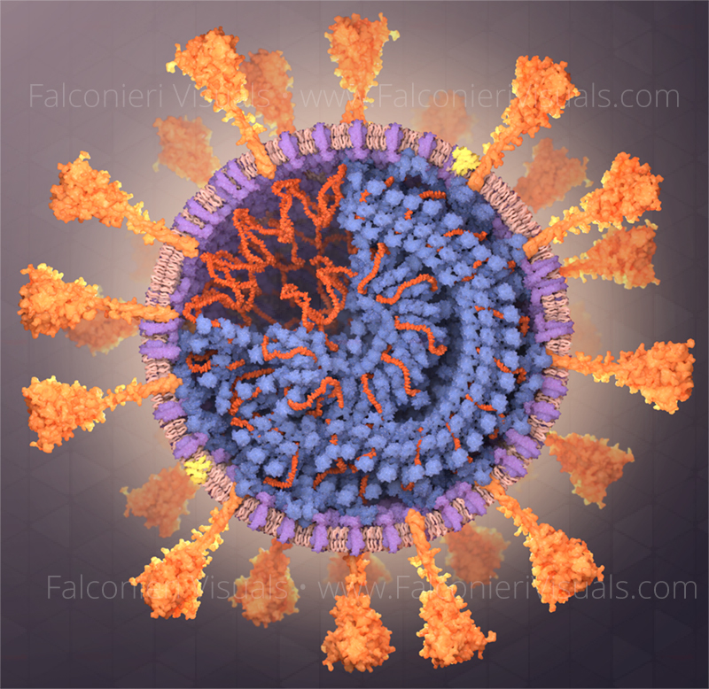 Structure of the SARS-CoV-2 virion. Created by Falconieri Visuals for Scientific American. 
