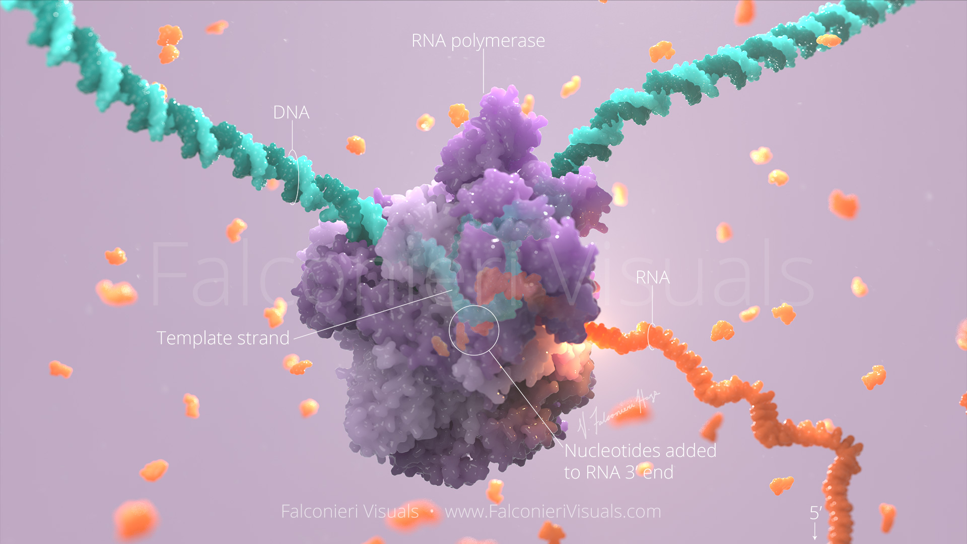 RNA polymerase transcribes an mRNA strand from a DNA template