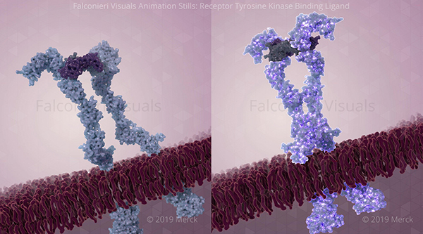 Receptor Tyrosine Kinase Binding Ligand (Animation Stills). Created by Falconieri Visuals for Merck