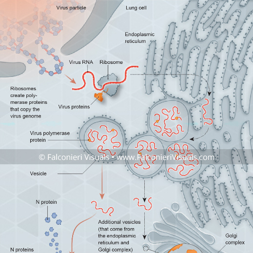 A scientific illustration of virus proteins interacting with ribosomes in the lung, with captions identifying different cell and virus parts