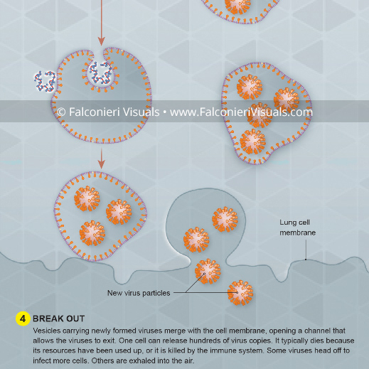 an illustration showing how viruses multiply and spread inside the body.