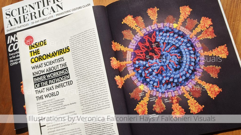 An image of Scientific American (July 2020 issue) showing the full image of the SARS-CoV-2 virus illustration