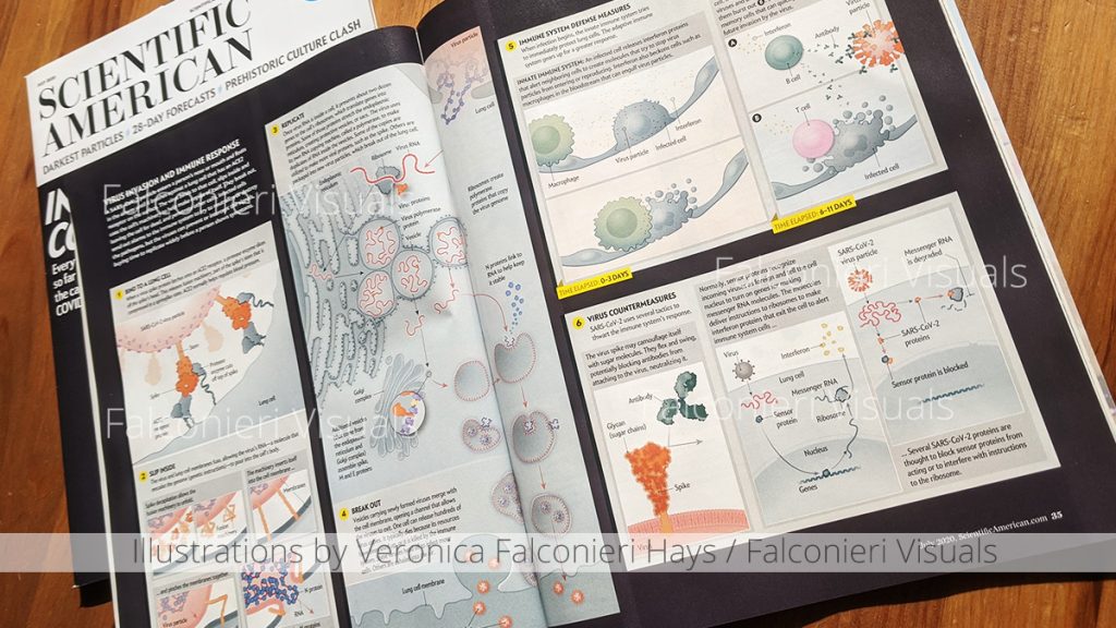 An image of Scientific American (July 2020 issue) with additional illustrations of the virus