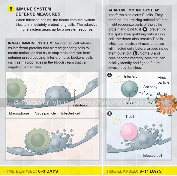 An illustration of immune response to the COVID-19 virus, including text explaining the immune system's response.