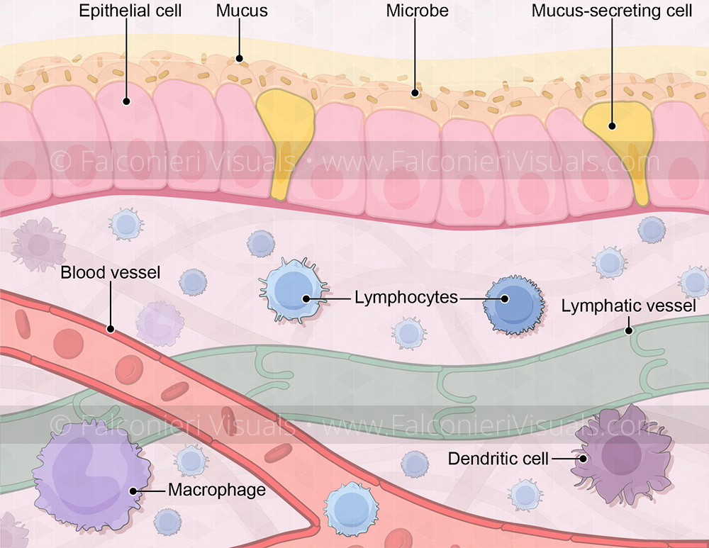 Cellular components of the immune system. Immune cells, blood vessel, lymph vessel shown under an illustration of a simple columnar epithelial cell layer covered in mucous.