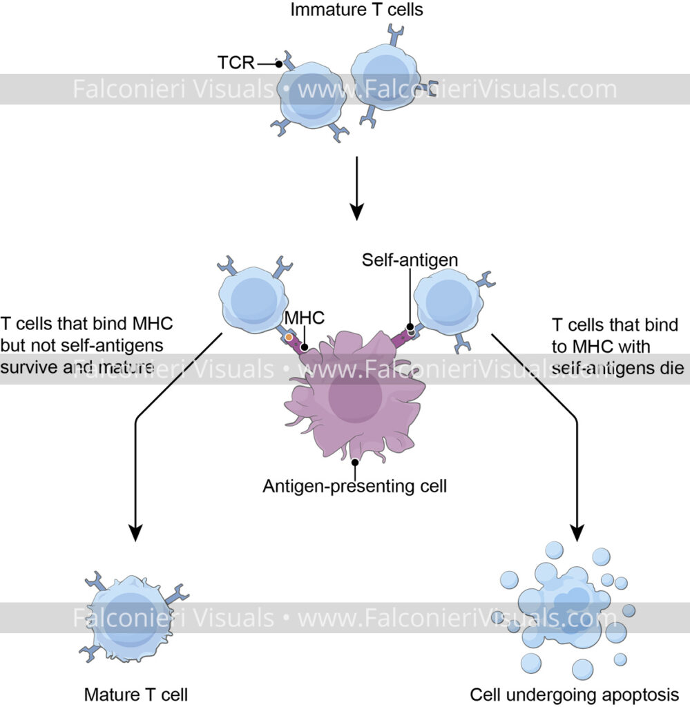 illustration from a series created for an online course “The Immune System”; this image shows T-cells at different stages