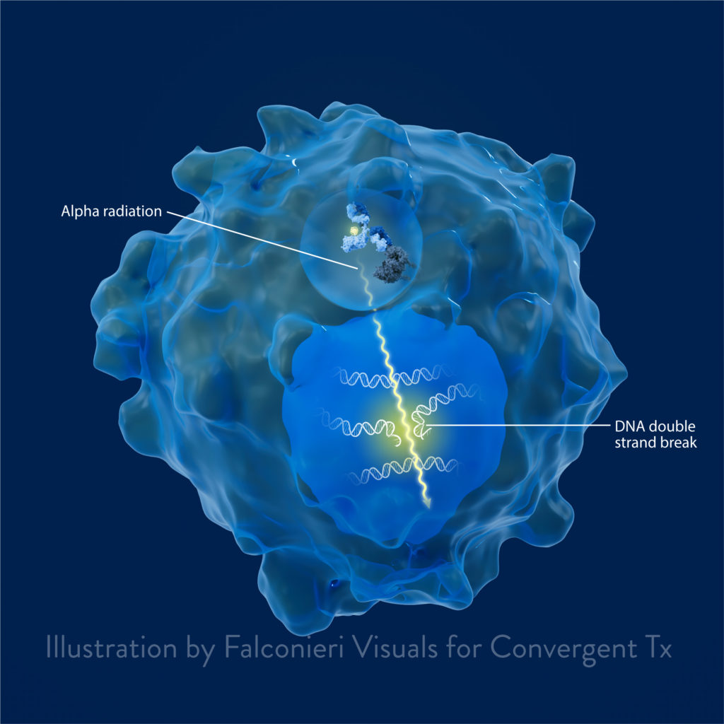 Illustration showing Convergent Therapeutics’ radio-antibody mechanism of action (MoA) in cancer for the Convergent website.