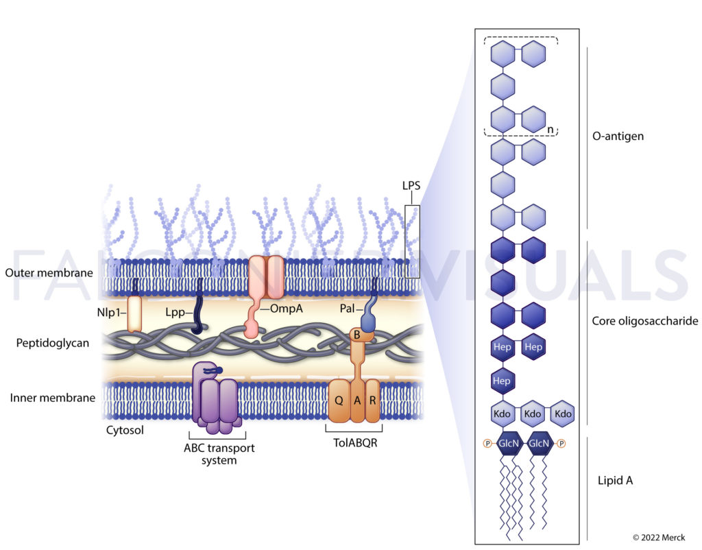 Figures for review publication on outer membrane vesicles