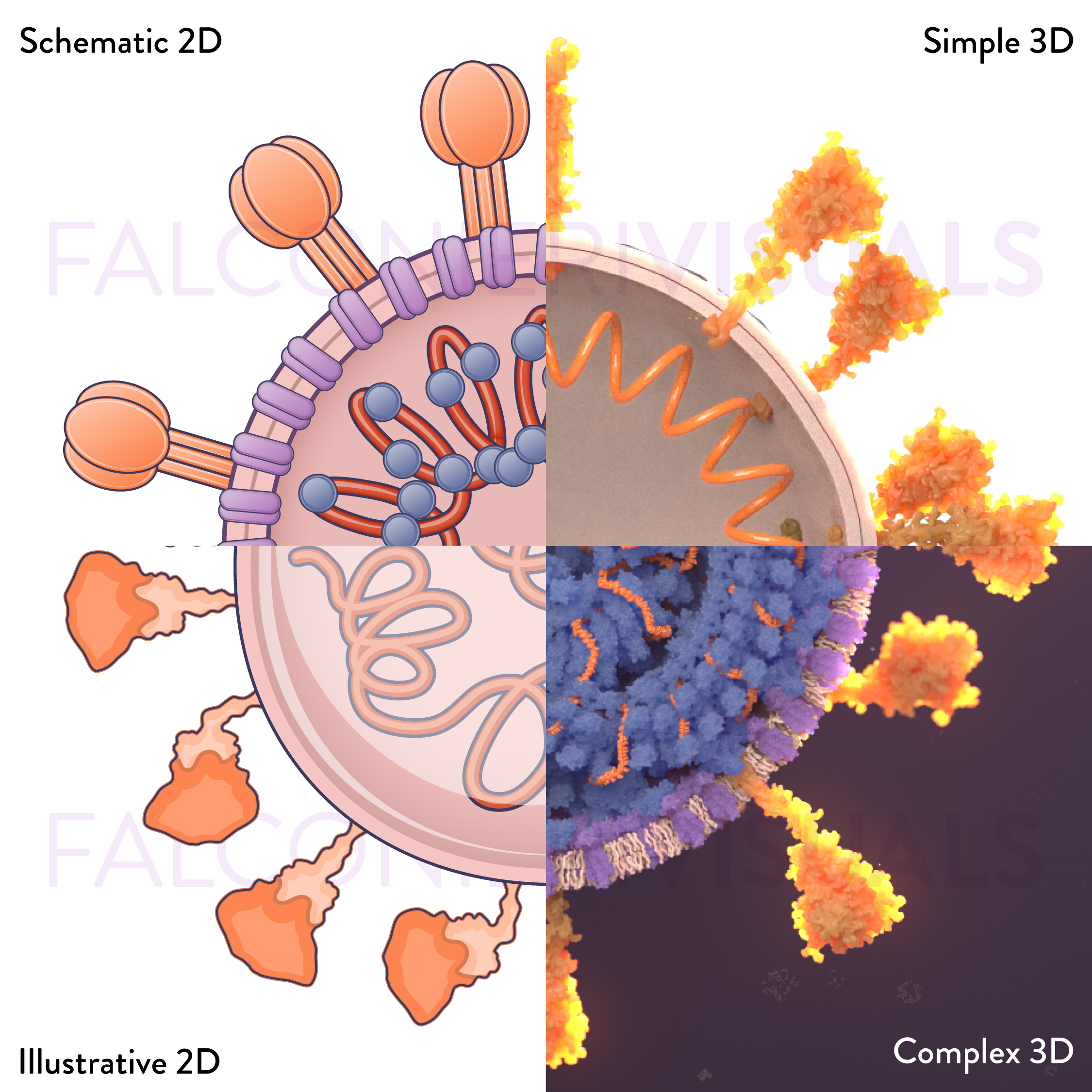 4 ways of illustrating the coronavirus virion